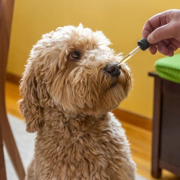 Pet Health and Wellness