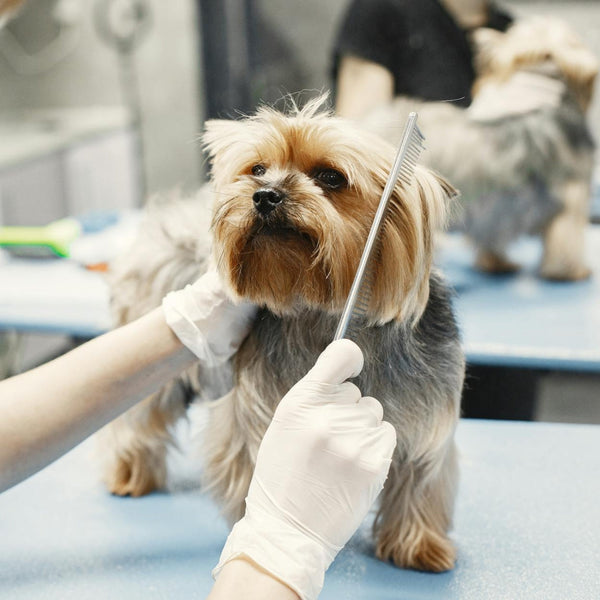 Pet Grooming Supplies