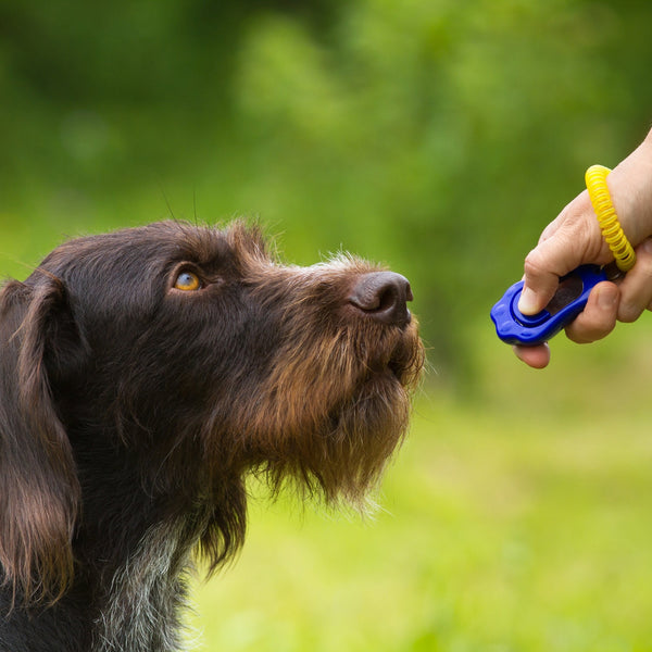 Pet Training Supplies