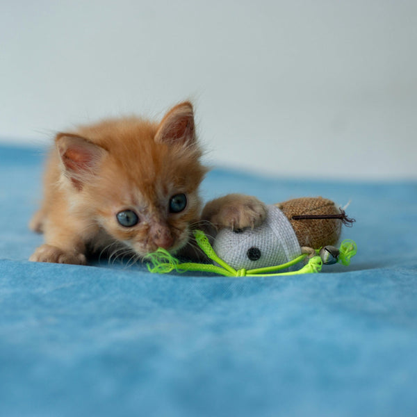 Pet Toys