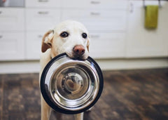 Power Pup Fermented Superfood Turmeric Powder for Pets