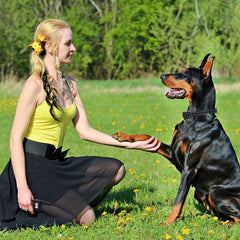 3280FT Waterproof Dog Training Collar Remote Beep Vibration Shock Features