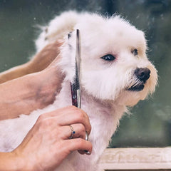 6-in-1 Professional Stainless Steel Safety Pet Grooming Scissors