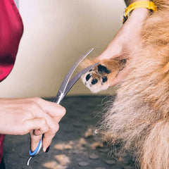 6-in-1 Professional Stainless Steel Safety Pet Grooming Scissors